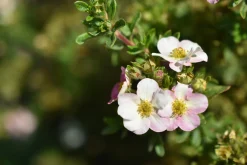 Tok 'Pink Beauty' Krukodlad><noscript><img width=