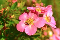 Tok 'Pink Queen'>Omnia garden Online