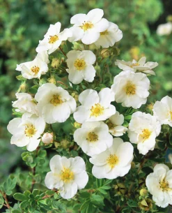 Tok 'Sandved' Krukodlad>Omnia garden Clearance