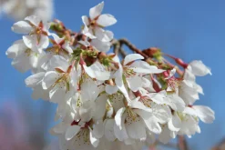 Tokyokörsbär 'Ivensii'><noscript><img width=