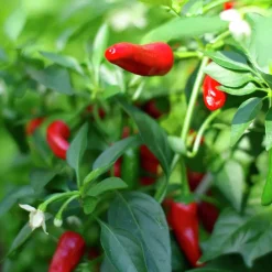 Tomatjord & Chilijord Hasselfors 40L>Hasselfors Garden Outlet