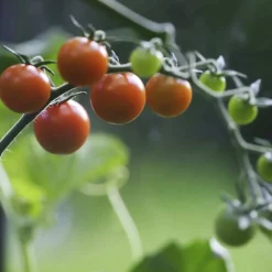 Tomatjord & Chilijord Hasselfors 40L><noscript><img width=