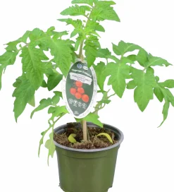 Tomat KRAV 12cm><noscript><img width=