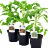Tomat lat. Solanum lycopersicum Mix>Mäster Grön