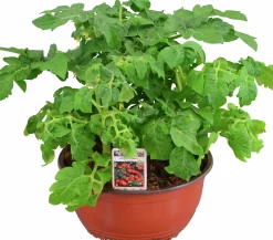 Tomat lat. Solanum lycopersicum 'Florida Petite'>Mäster Grön Outlet