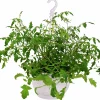 Tomat lat. Solanum var. Cerasiforme Ampel>Mäster Grön Clearance