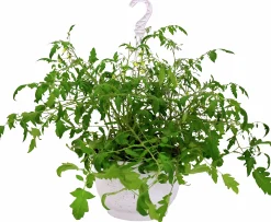 Tomat lat. Solanum var. Cerasiforme Ampel>Mäster Grön Clearance