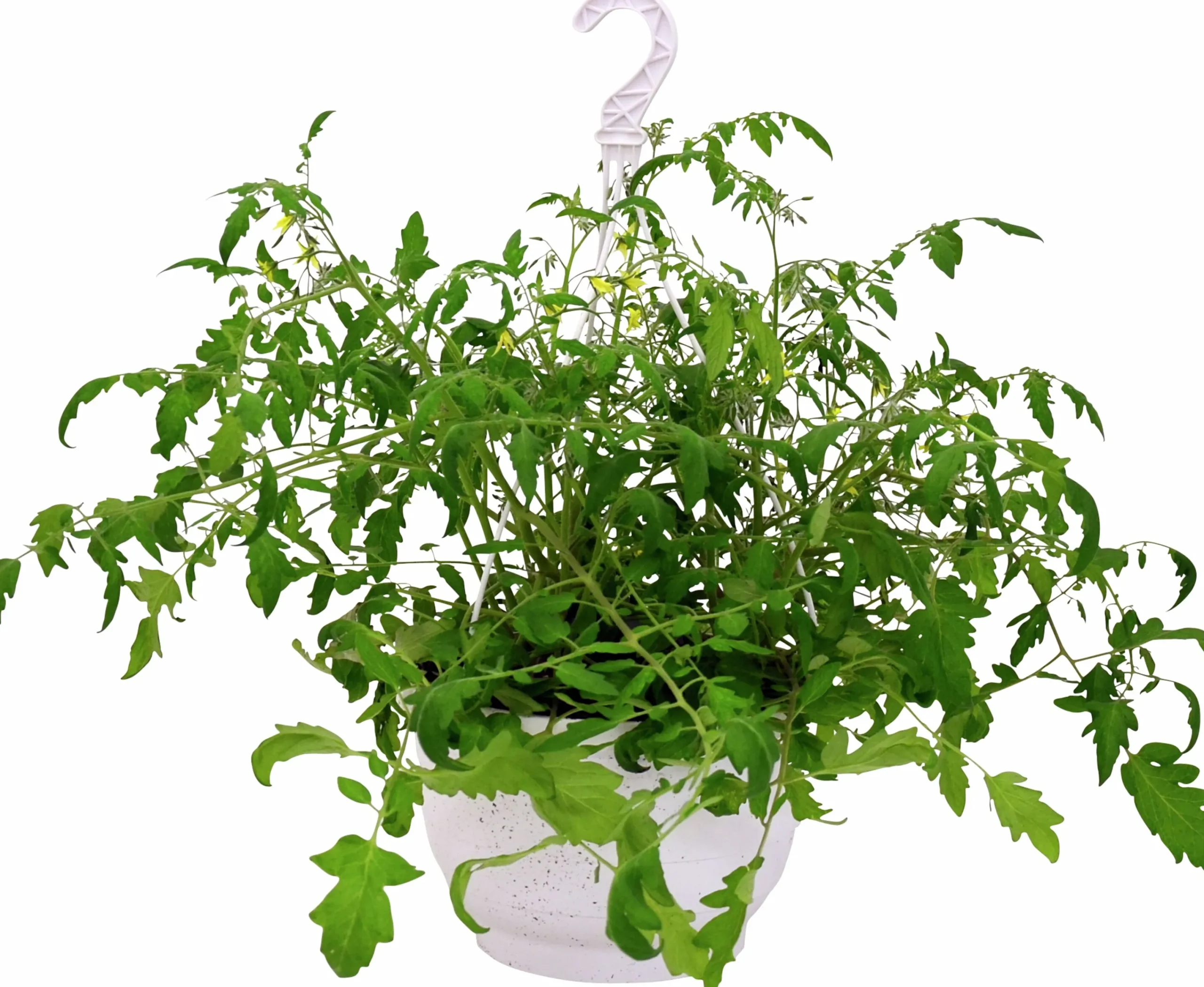 Tomat lat. Solanum var. Cerasiforme Ampel>Mäster Grön Clearance