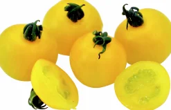Tomatplantor Sortmix>Danblumen Outlet