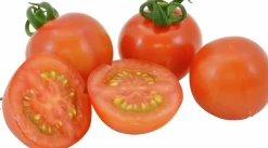 Tomatplantor Sortmix><noscript><img width=