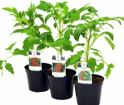 Tomatplantor Sortmix><noscript><img width=