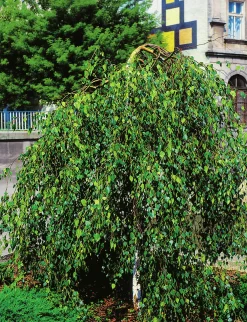 Tårbjörk ca 150-200cm>Omnia garden Outlet