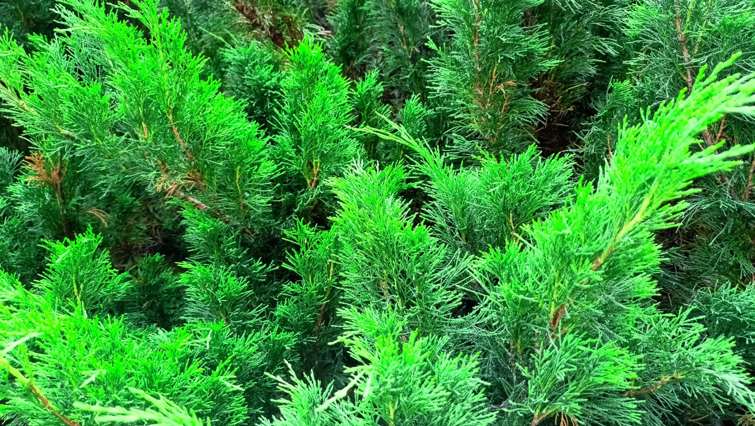 Trädgårds-en 'Mint Julep' Krukodlad>Omnia garden Best