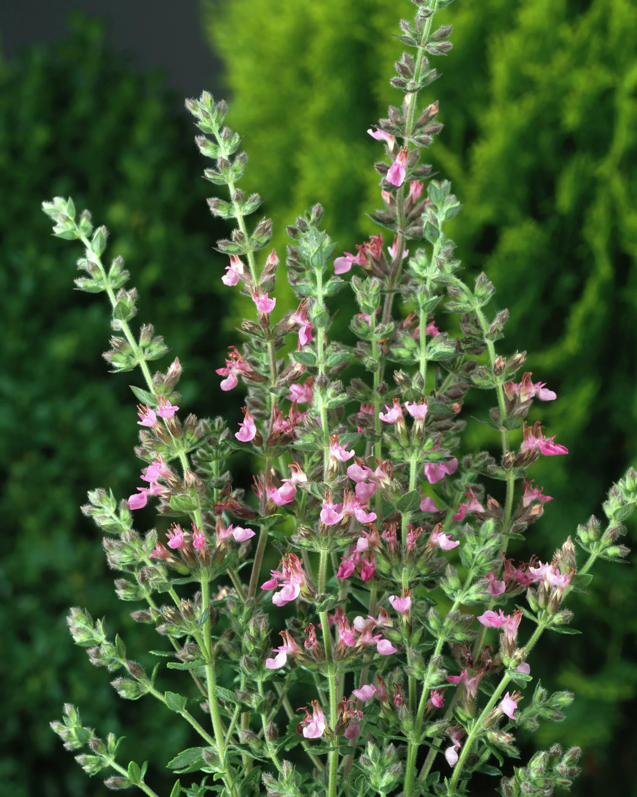 Trädgårdsgamander>Omnia garden Sale