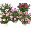 Trädgårdsnejlika lat. Dianthus caryophyllus>Mäster Grön Sale