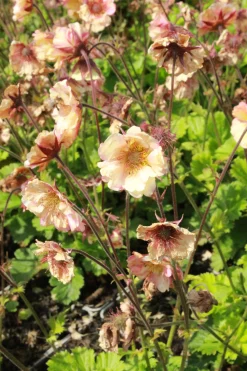 Trädgårdsnejlikerot 'Pretticoats Peach'>Omnia garden Discount