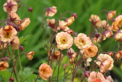 Trädgårdsnejlikerot 'Pretticoats Peach'>Omnia garden Discount