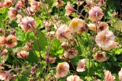 Trädgårdsnejlikerot 'Pretticoats Peach'><noscript><img width=