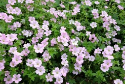 Trädgårdsnäva 'Dreamland'><noscript><img width=