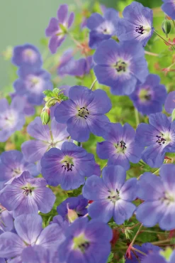 Trädgårdsnäva 'Rozanne'>Omnia garden New