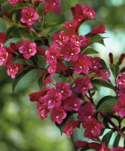 Trädgårdsprakttry 'Bristol Ruby' Krukodlad>Omnia garden Discount