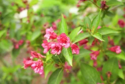 Trädgårdsprakttry 'Bristol Ruby' Solitär Krukodlad>Omnia garden Discount