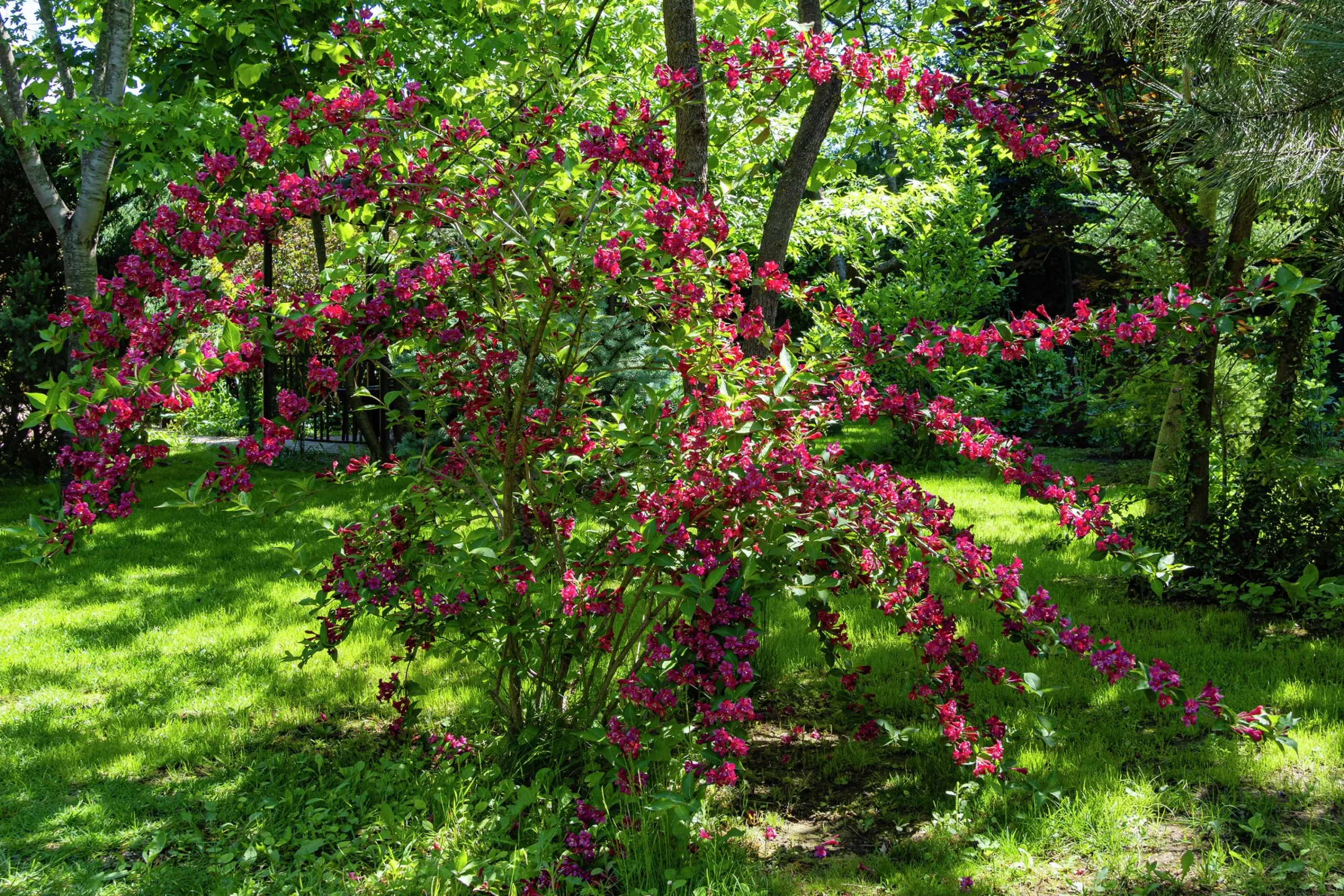 Trädgårdsprakttry 'Bristol Ruby' Solitär Krukodlad>Omnia garden Discount