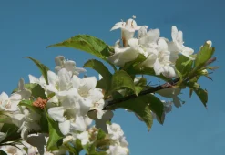 Trädgårdsprakttry 'Bristol Snowflake'>Omnia garden Online
