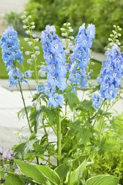 Trädgårdsriddarsporre 'Blue Bird'>Omnia garden Clearance