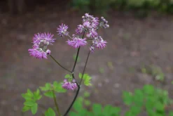 Trädgårdsruta 'Black Stockings'>Omnia garden Clearance