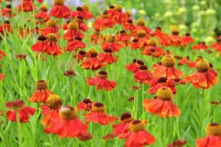 Trädgårdssolbrud 'Moderheim Beauty'>Omnia garden