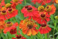 Trädgårdssolbrud 'Moderheim Beauty'><noscript><img width=