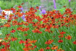 Trädgårdssolbrud 'Moderheim Beauty'><noscript><img width=