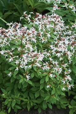 Trebladsspira 'Gillenia' 2L>Omnia garden Clearance