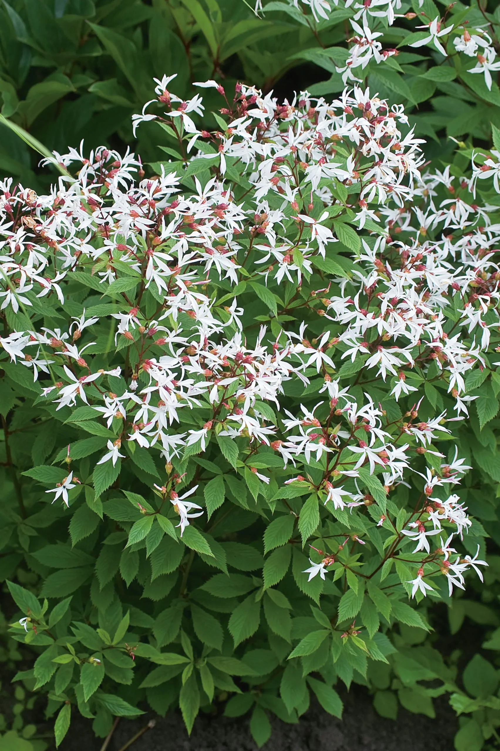 Trebladsspira 'Gillenia' 2L>Omnia garden Clearance