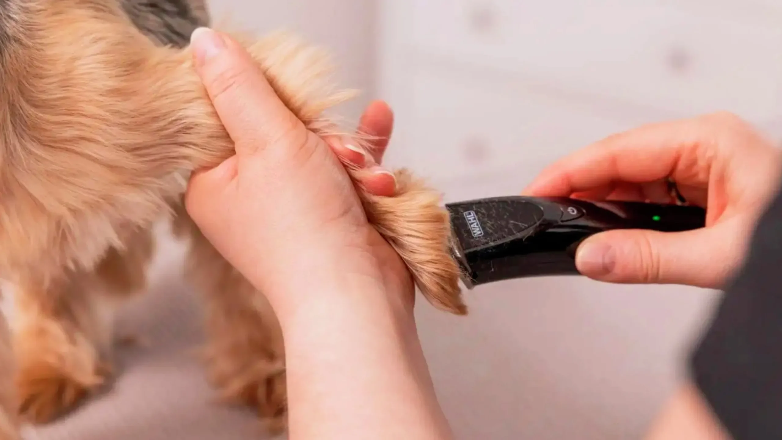 Trimmer Fileda Sladdlös>WAHL