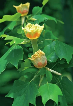 Tulpanträd ca 100-125cm>Omnia garden Clearance