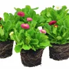 Tusensköna Bellis lat. Bellis perennis>Mäster Grön Discount