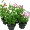 Tvillingsporre lat. Diascia barberae>Mäster Grön Best