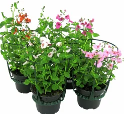 Tvillingsporre lat. Diascia barberae>Mäster Grön Best
