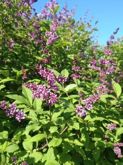 Ungersk Syrén 'Oden' D:9-11cm Certifierad Krukodlad>Omnia garden Hot
