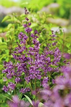 Ungersk Syrén 'Oden' D:9-11cm Certifierad Krukodlad>Omnia garden Hot