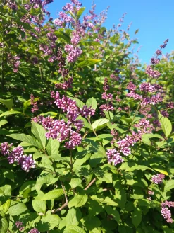 Ungersk Syrén 'Oden' Krukodlad>Omnia garden Outlet