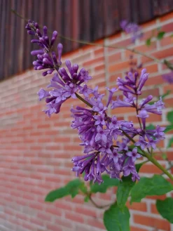 Ungersk Syrén 'Oden' Krukodlad><noscript><img width=