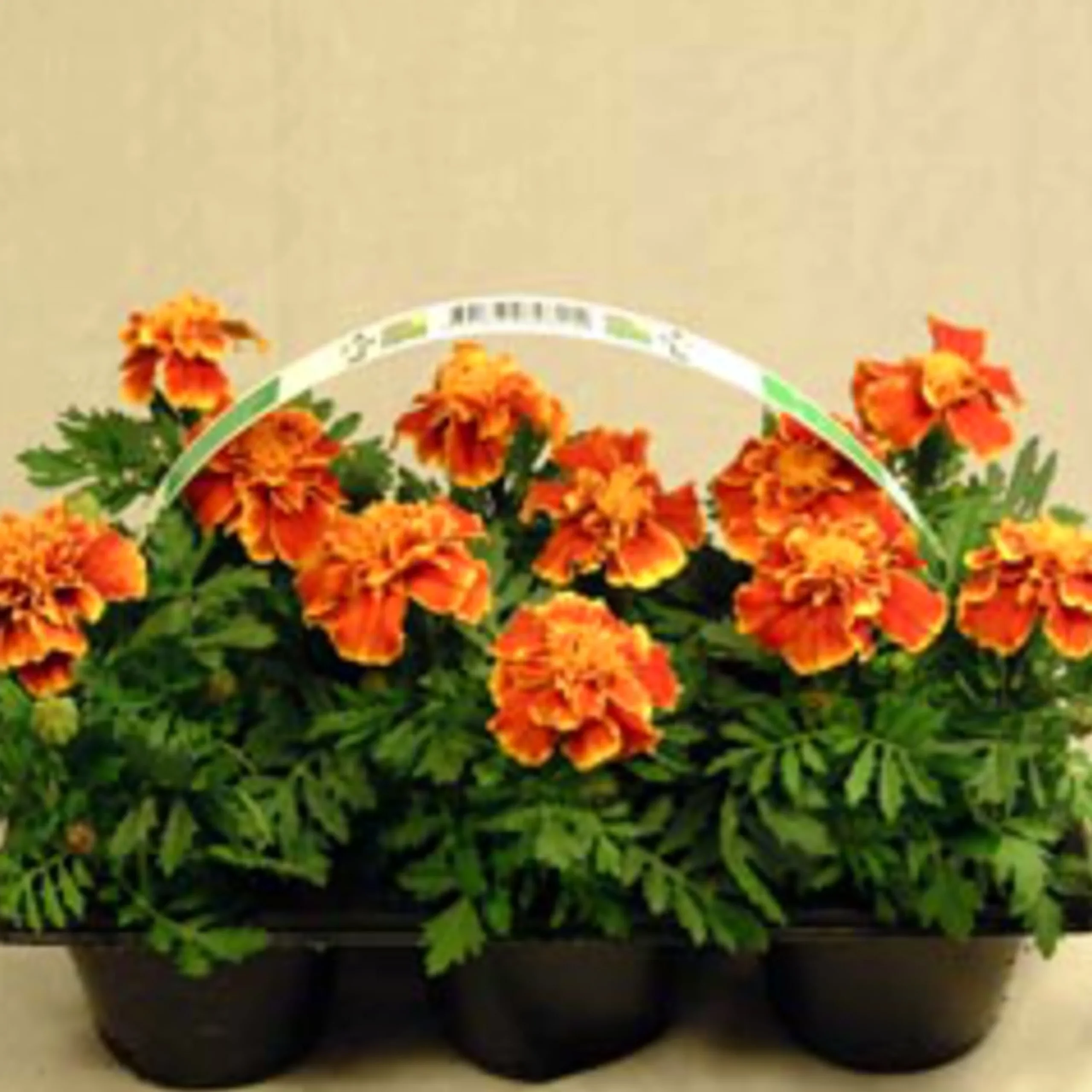 Utplanteringsväxter lat. Ageratum houstonianum Mix 6-p>Mäster Grön New