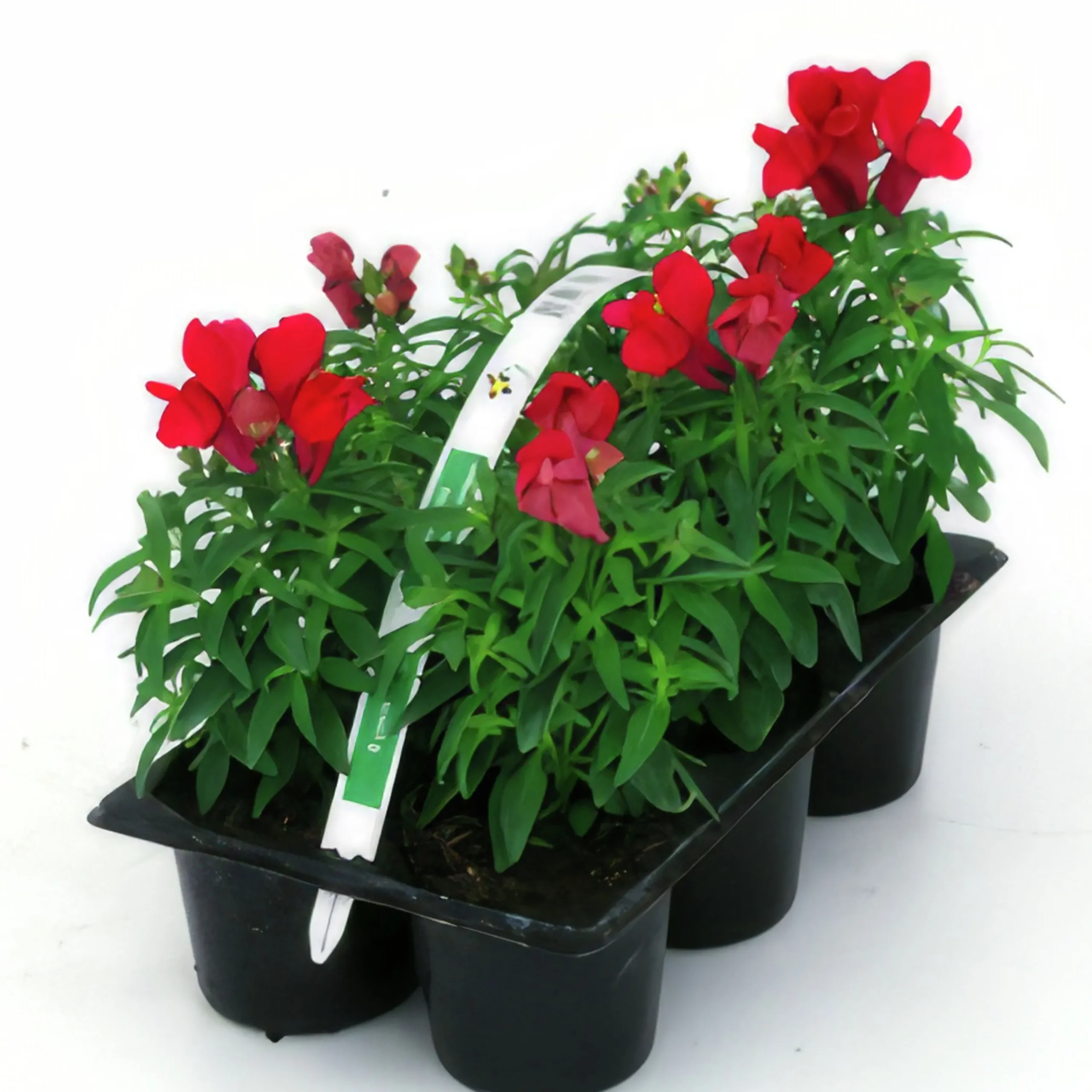 Utplanteringsväxter lat. Ageratum houstonianum Mix 6-p>Mäster Grön New