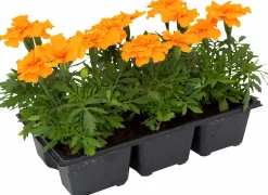 Utplanteringsväxter lat. Ageratum houstonianum Mix 6-p><noscript><img width=