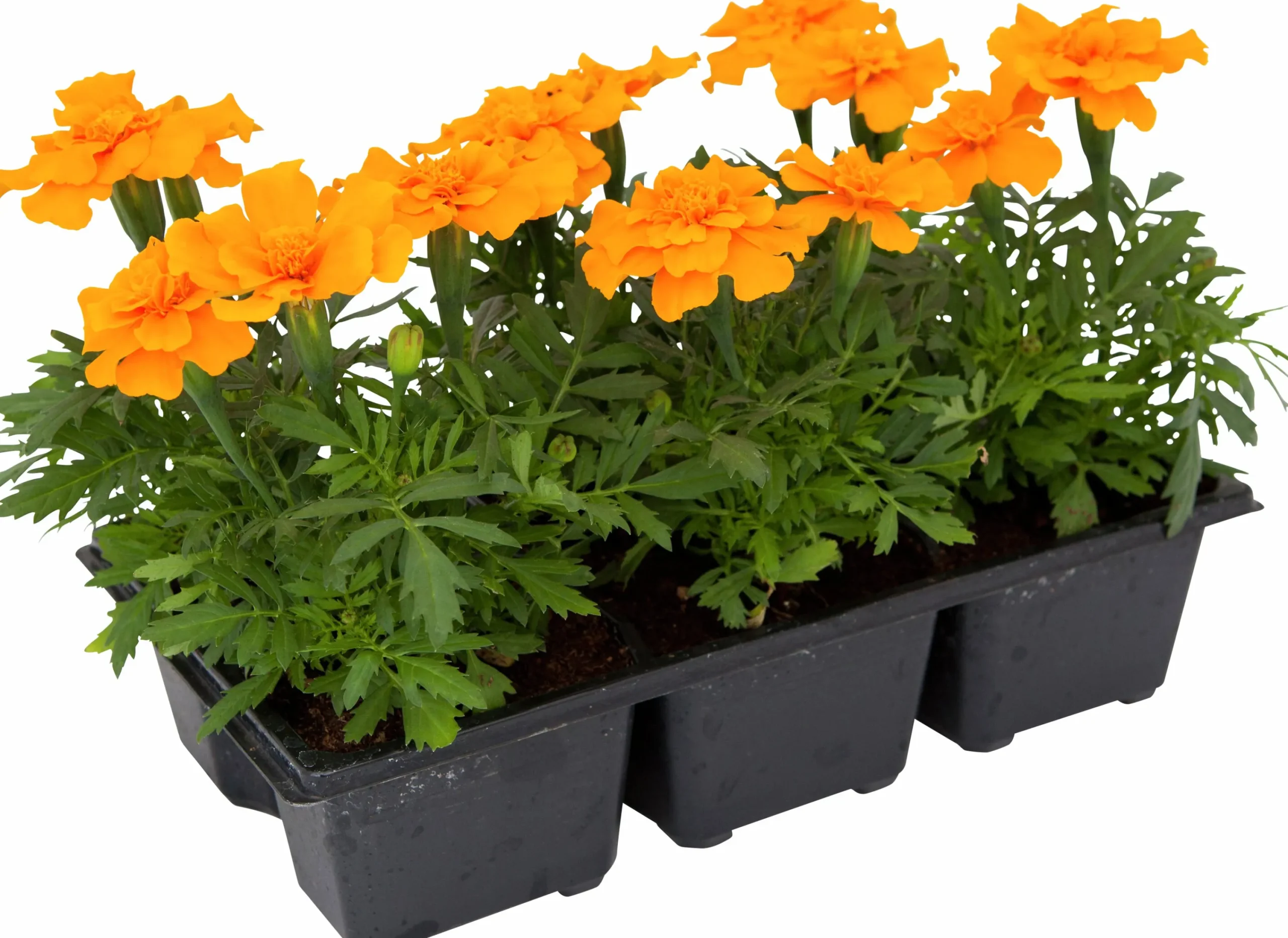Utplanteringsväxter lat. Ageratum houstonianum Mix 6-p>Mäster Grön New