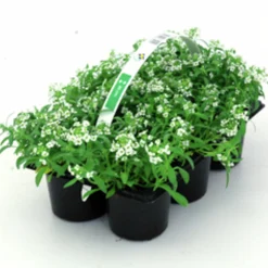 Utplanteringsväxter lat. Ageratum houstonianum Mix 6-p><noscript><img width=