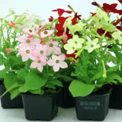 Utplanteringsväxter lat. Ageratum houstonianum Mix 6-p><noscript><img width=
